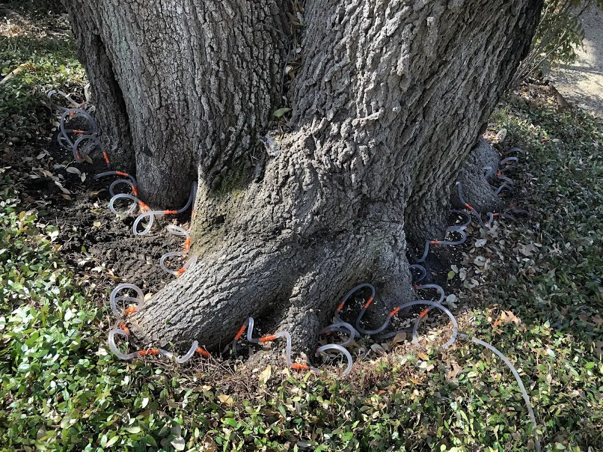 Detailed Tree Cabling and Bracing job site in Brantingham
