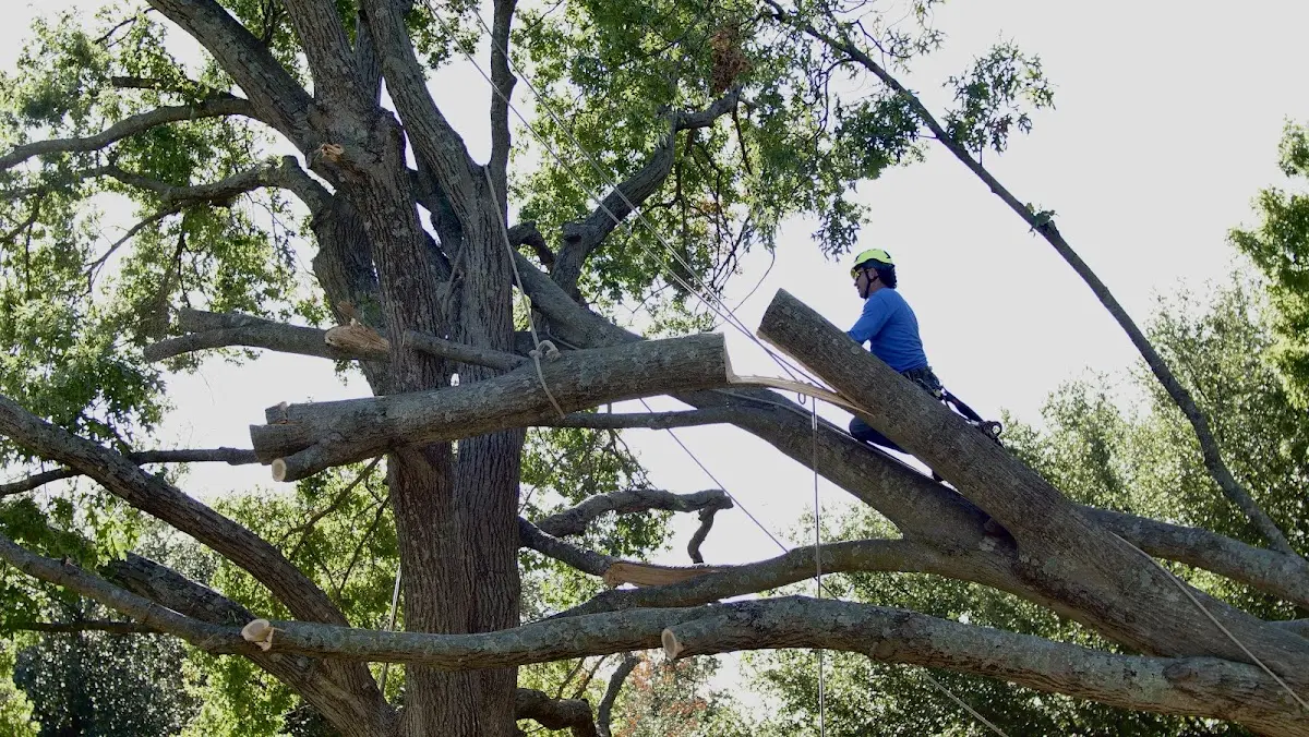 Professional Crown Thinning performed by certified arborists in Brantingham