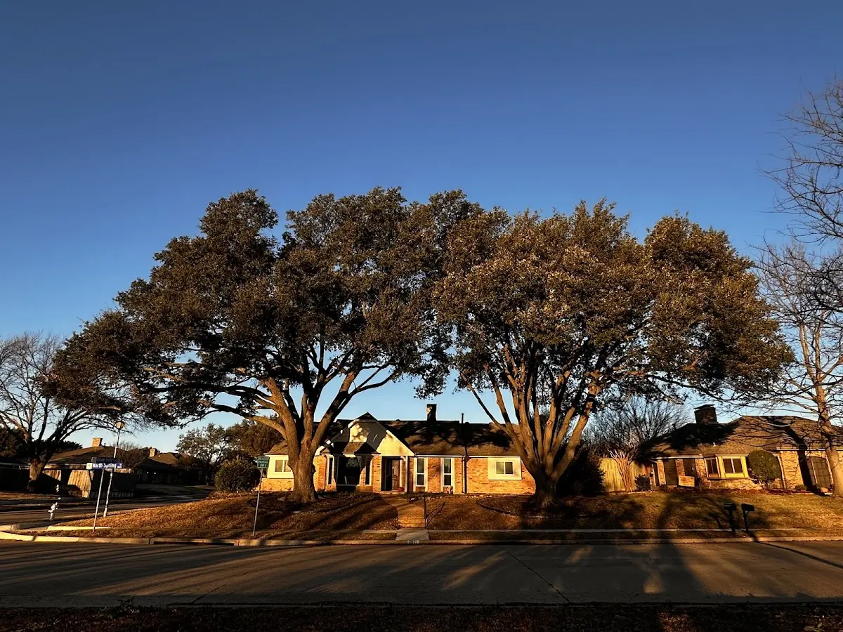 Established residential canopy tree shading a home in Brantingham